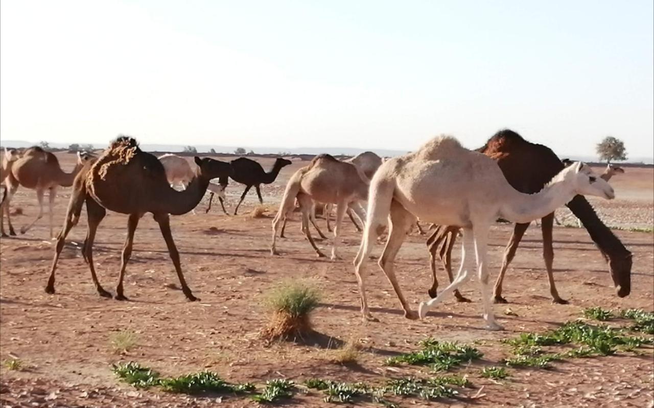 Kasbah Les Alizes Du Desert M'Hamid Ngoại thất bức ảnh